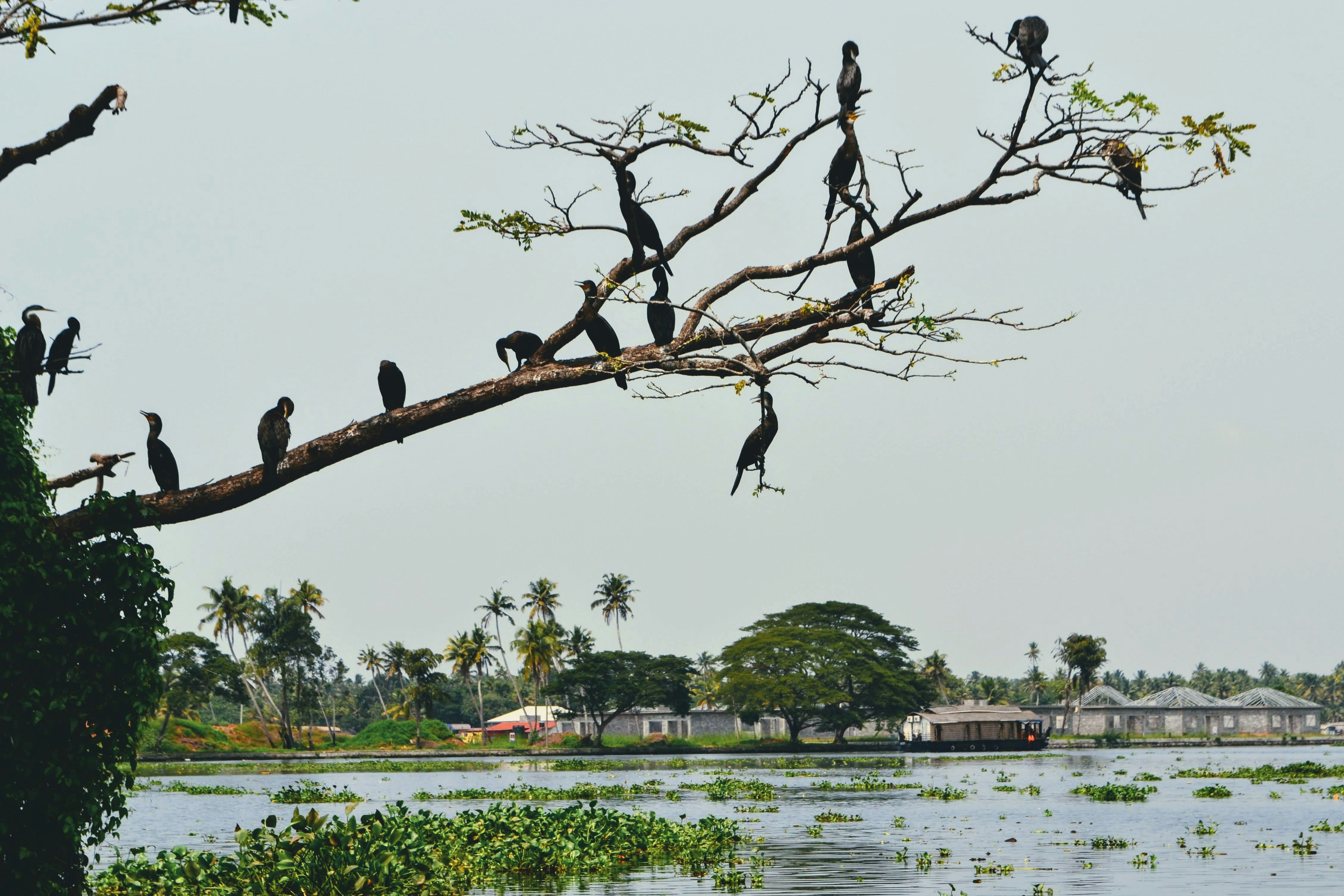 Kerala backwaters panoramic view — The Sushant Alleppey gallery
